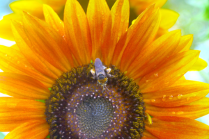 Jim Cencer, Likely Prospect, Photo